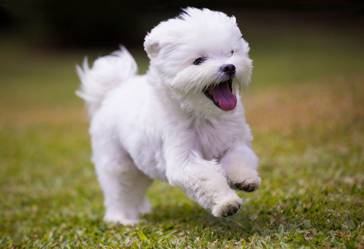 Chiot Bichon Maltais courant dans l'herbe.