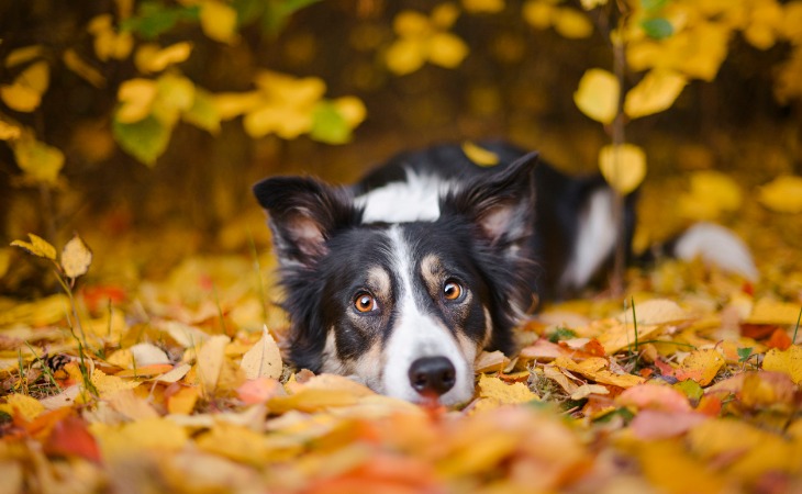 Chien allongé sur des feuilles