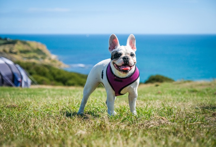 Chien de race Bouledogue français blanc et noir à l'extérieur.