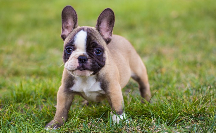 Le Bouledogue français est une race de chien française