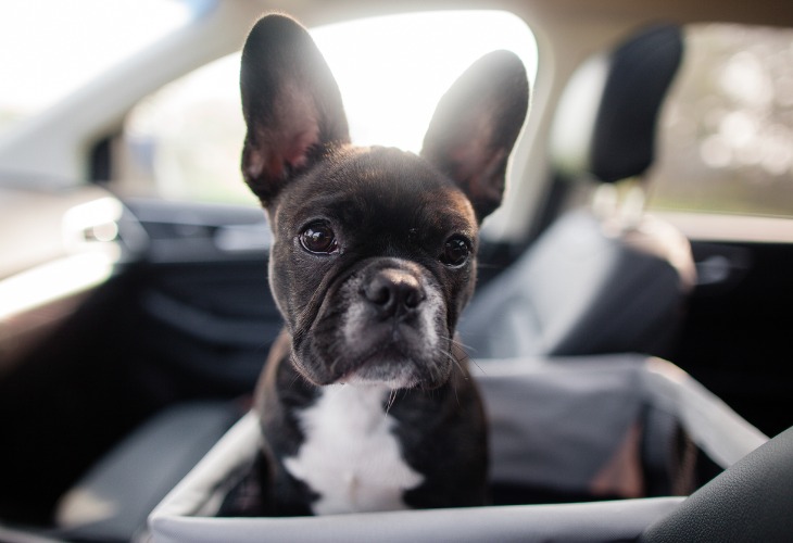 Chien de race Bouledogue français noir dans une voiture.