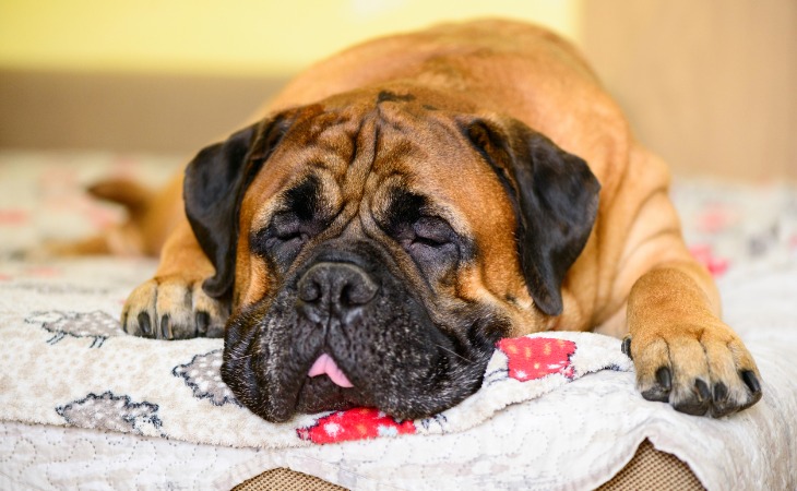 Mastiff qui dort sur son tapis