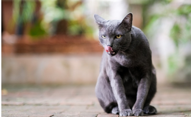 Chat qui se lèche