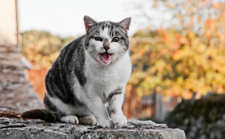 Chat qui miaule dehors