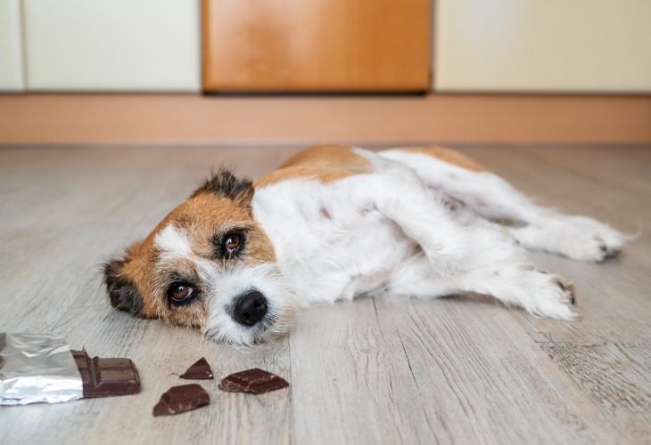 S'il y a bien un aliment qui ne doit pas être donné à votre chien, c'est le chocolat