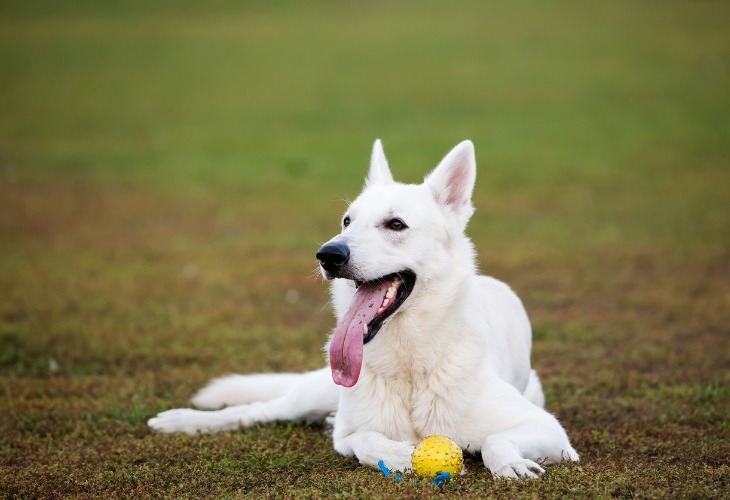 Chien de race Berger blanc suisse allongé dans l'herbe avec une balle.