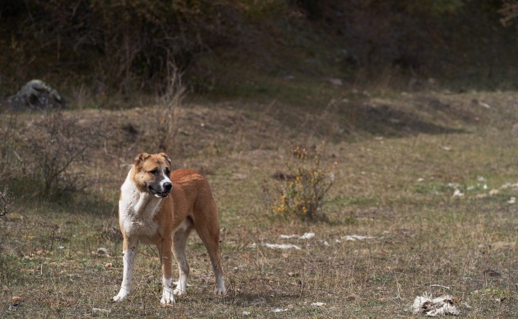 Race de chien de grande taille : le Berger d'Anatolie