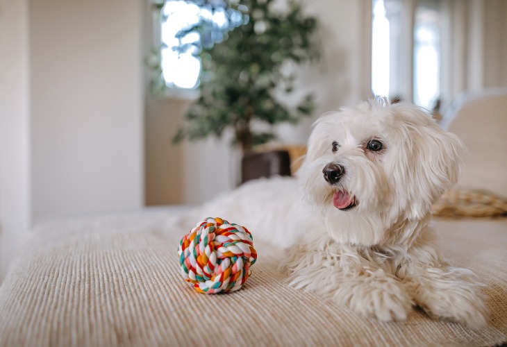 Chien Bichon Maltais allongé sur un lit avec une balle.