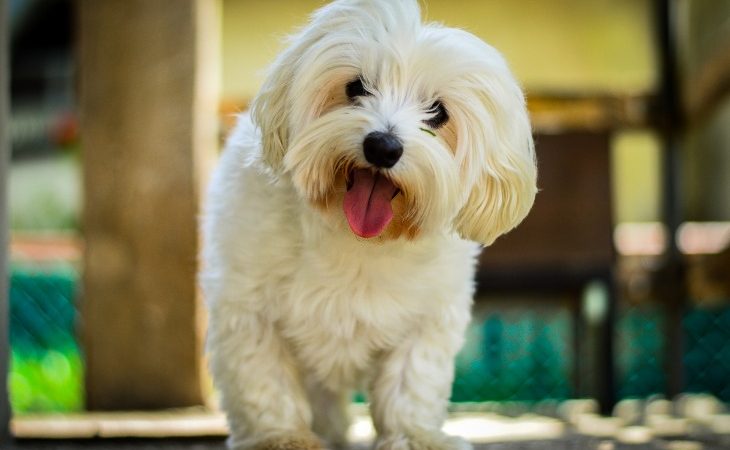 Chien de race Bichon Maltais avec la langue pendante.