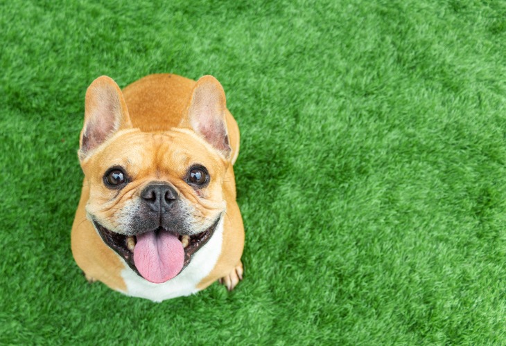 Chien de race Bouledogue français assis dans l'herbe en souriant.