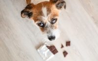 chien qui regarde son maître après une bêtise