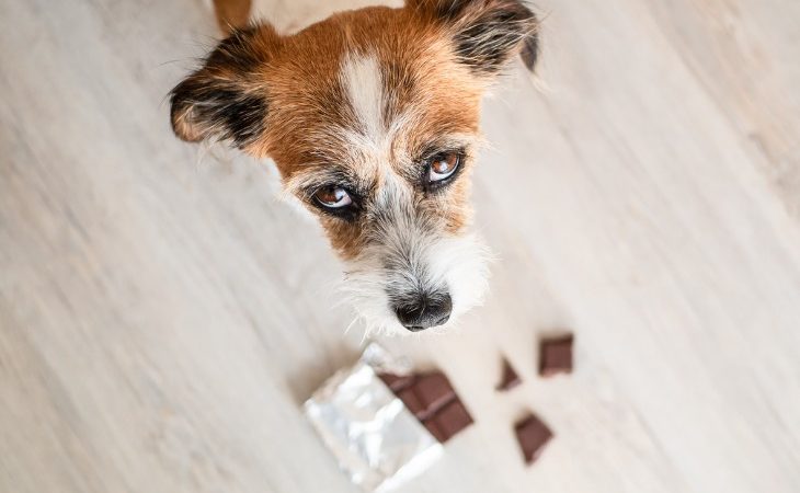 chien qui regarde son maître après une bêtise