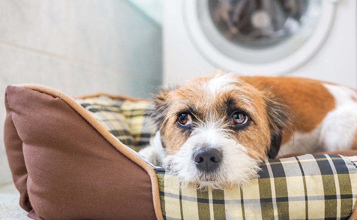 Chien qui se cache dans son panier car il a peur