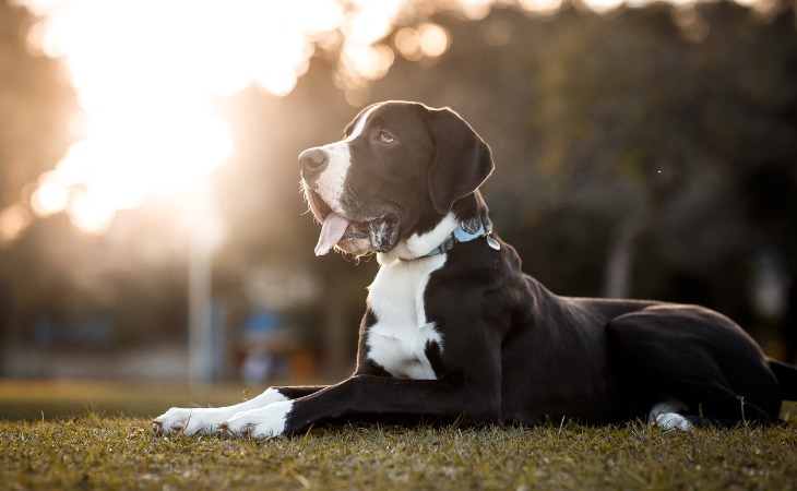 Race de chien de grande taille : le Dogue Allemand