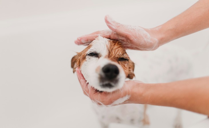 Chien en plein lavage