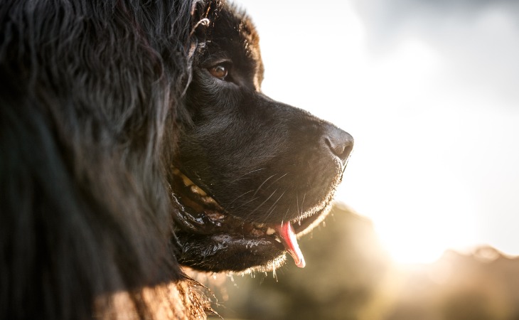 Race de chien de grande taille : le Terre Neuve