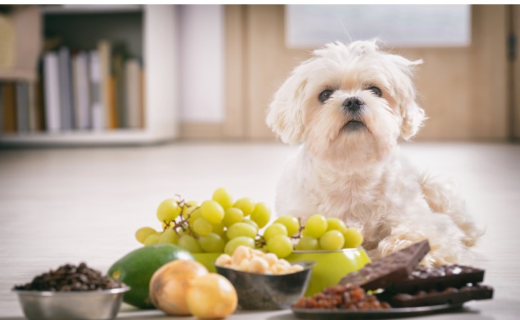 Le raisin, qu'il soit frais ou sec, s'est révélé toxique chez le chien 
