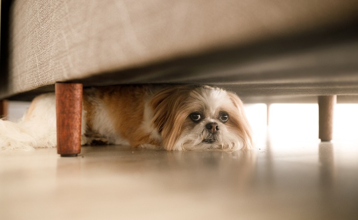 Chien qui se cache sous le lit car il a peur