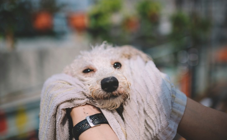 Chien qui se fait sécher après le bain