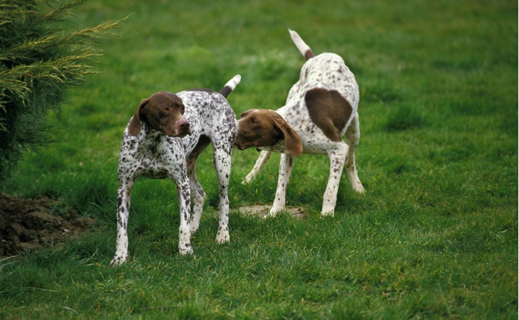 Chiens qui se reniflent