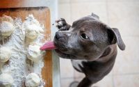 Chien qui essaye de voler de la nourriture