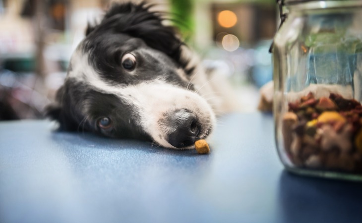 Chien qui vole une croquette