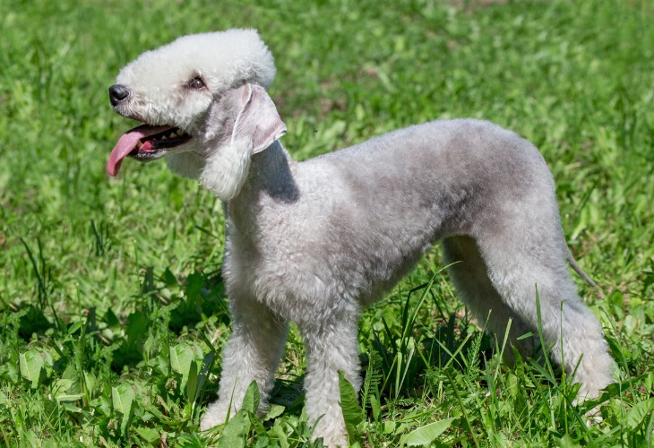 Chien Bedlington Terrier dans l'herbe.