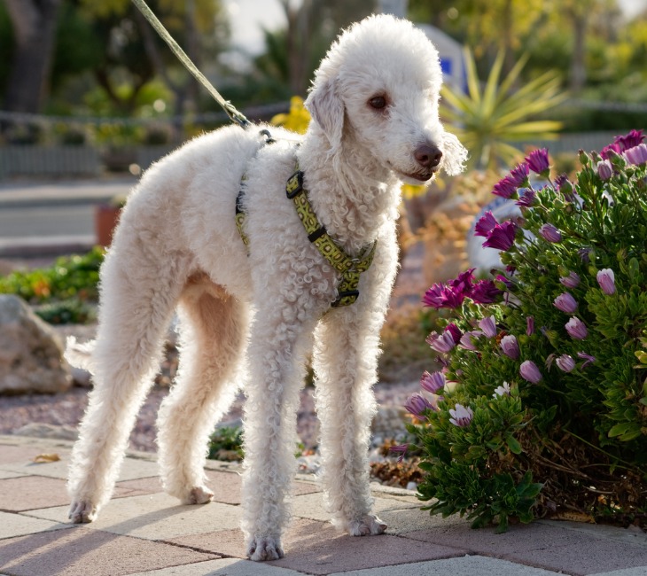 Chien de race Bedlington Terrier en promenade.