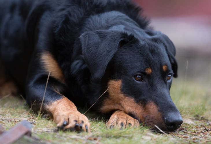 Chien Berger de beauce allongé dans l'herbe.