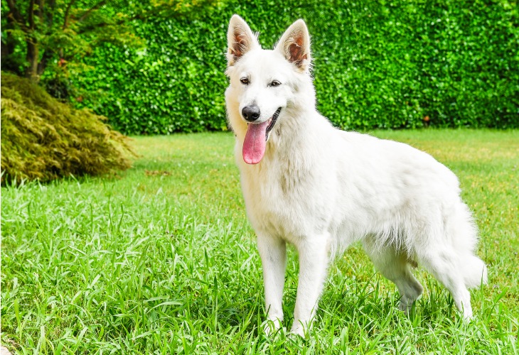 Chien de race Berger blanc suisse debout dans l'herbe.