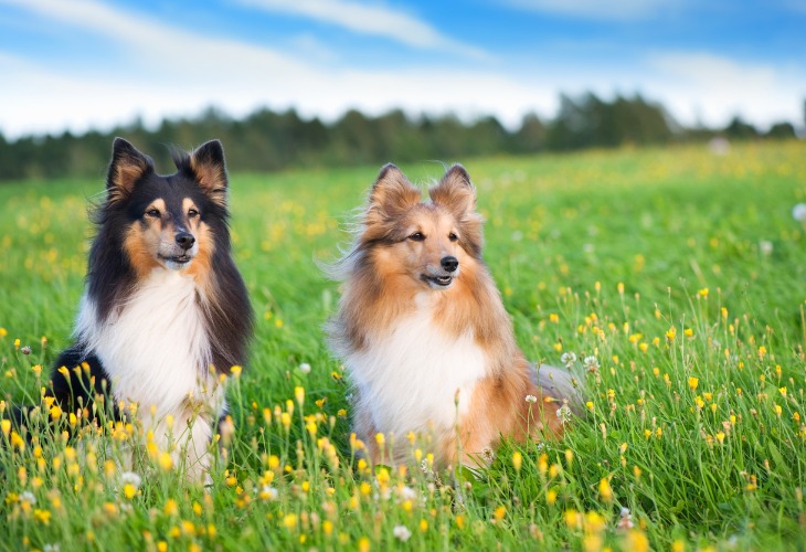 Deux chiens Bergers des Shetlands assis dans l'herbe.