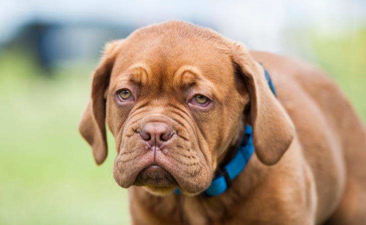 Dogue de Bordeaux