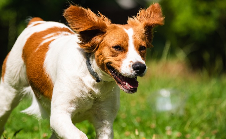 Epagneul Breton : races de chien françaises