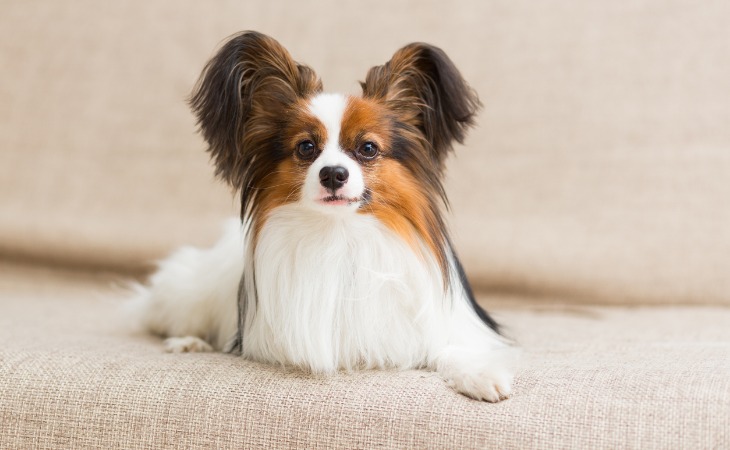 Epagneul papillon : race de chien française