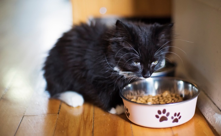 Gamelle classique en inox pour chaton