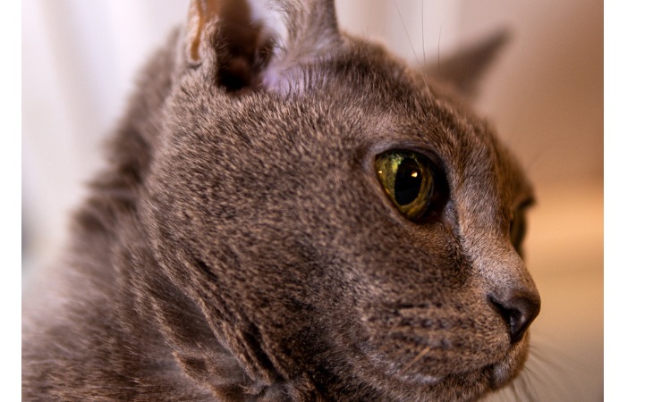 Korat Race De Chat Hello Animaux