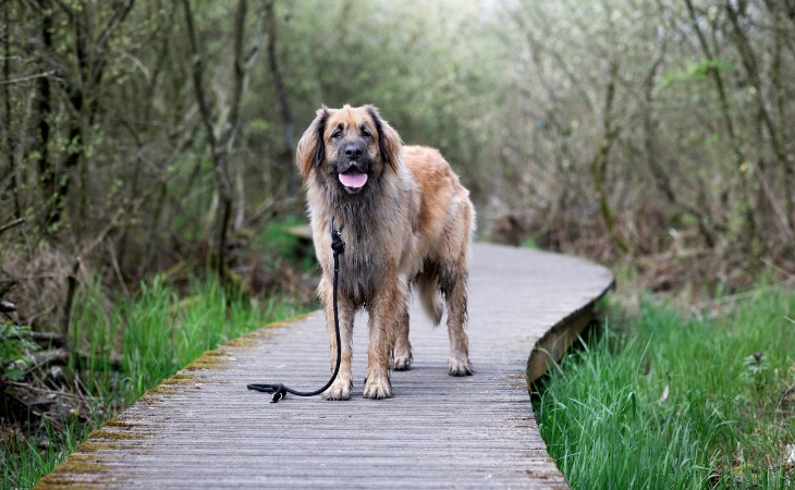 Race de chien de grande taille : le Leonberger