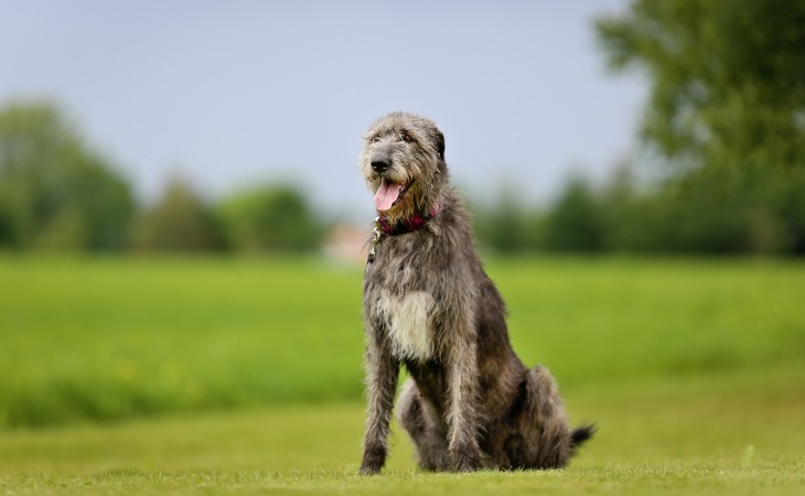 Race de chien de grande taille : le Lévrier Irlandais