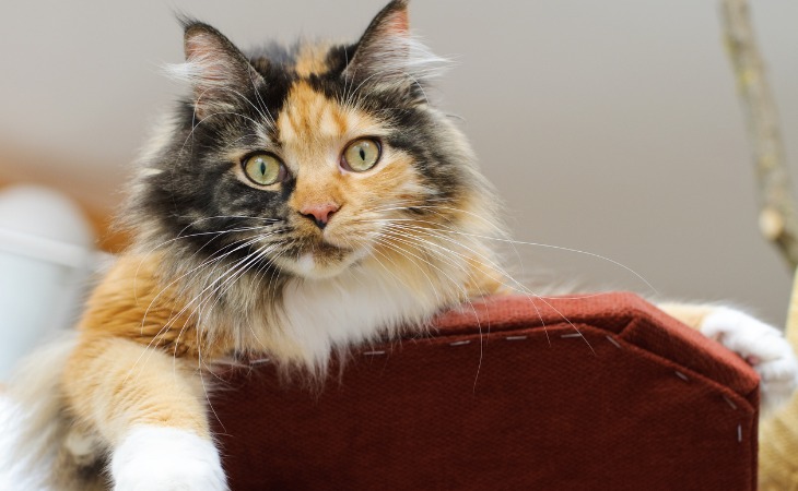 Maine Coon tricolore