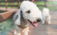 Portrait d'un chien Bedlington Terrier.