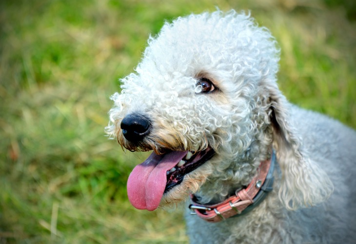 Portrait d'un chien Bedlington Terrier.