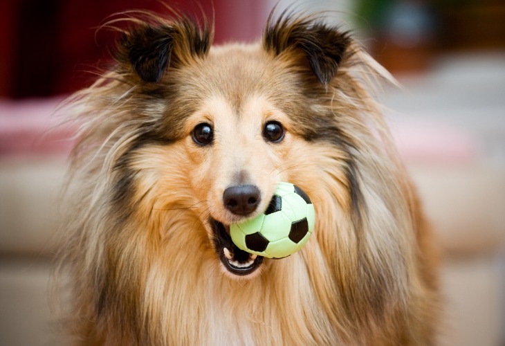 Chien Berger des Shetlands avec une balle jouet dans la gueule.