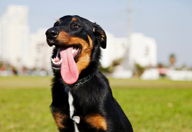 Chien Berger de beauce, Beauceron tirant la langue.