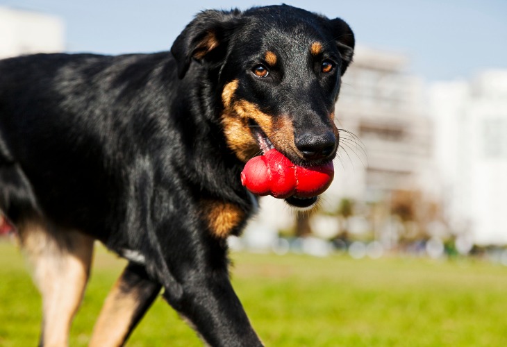 Chien berger de beauce/Beauceron avec un jouet.