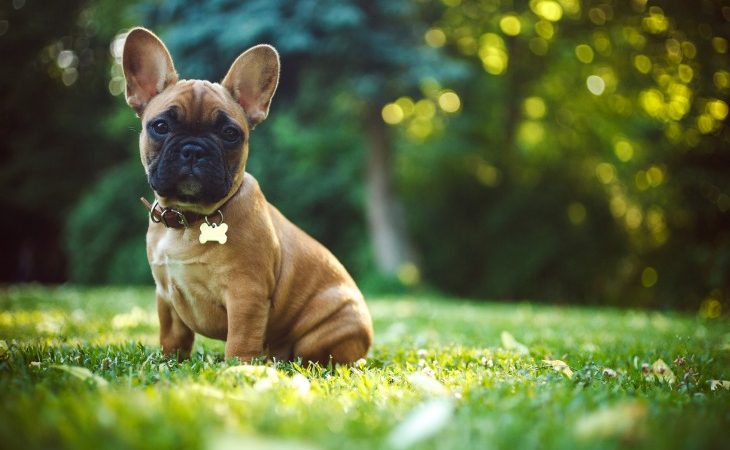 Chien de race Bouledogue français assis dans l'herbe.