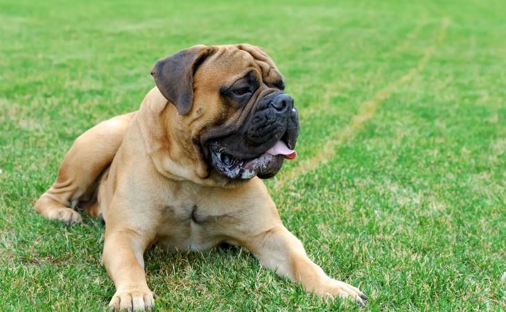 Race de chien de grande taille : le Mastiff