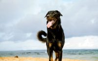 Chien Berger de Beauce sur une plage.