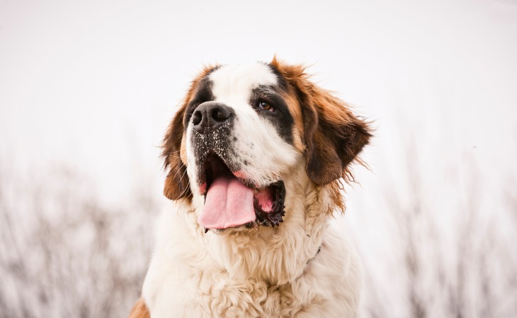 Race de chien de grande taille : le Saint Bernard