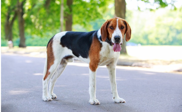 Chien qui tire la langue car il veut jouer