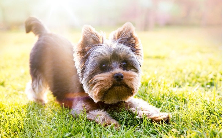 Chien Yorkshire en attente de jouer